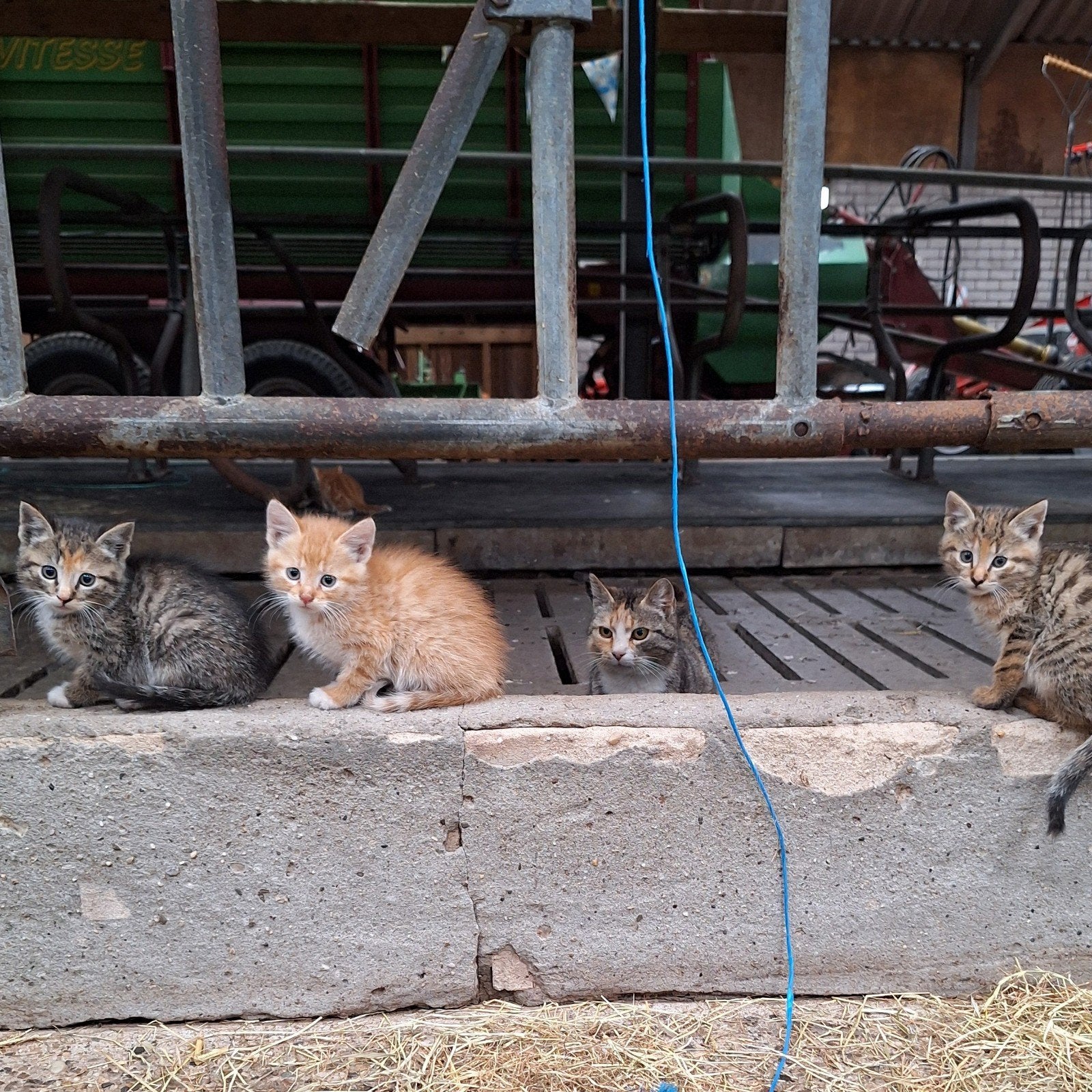 Lieve, speelse en mooie boerderijkittens te koop!