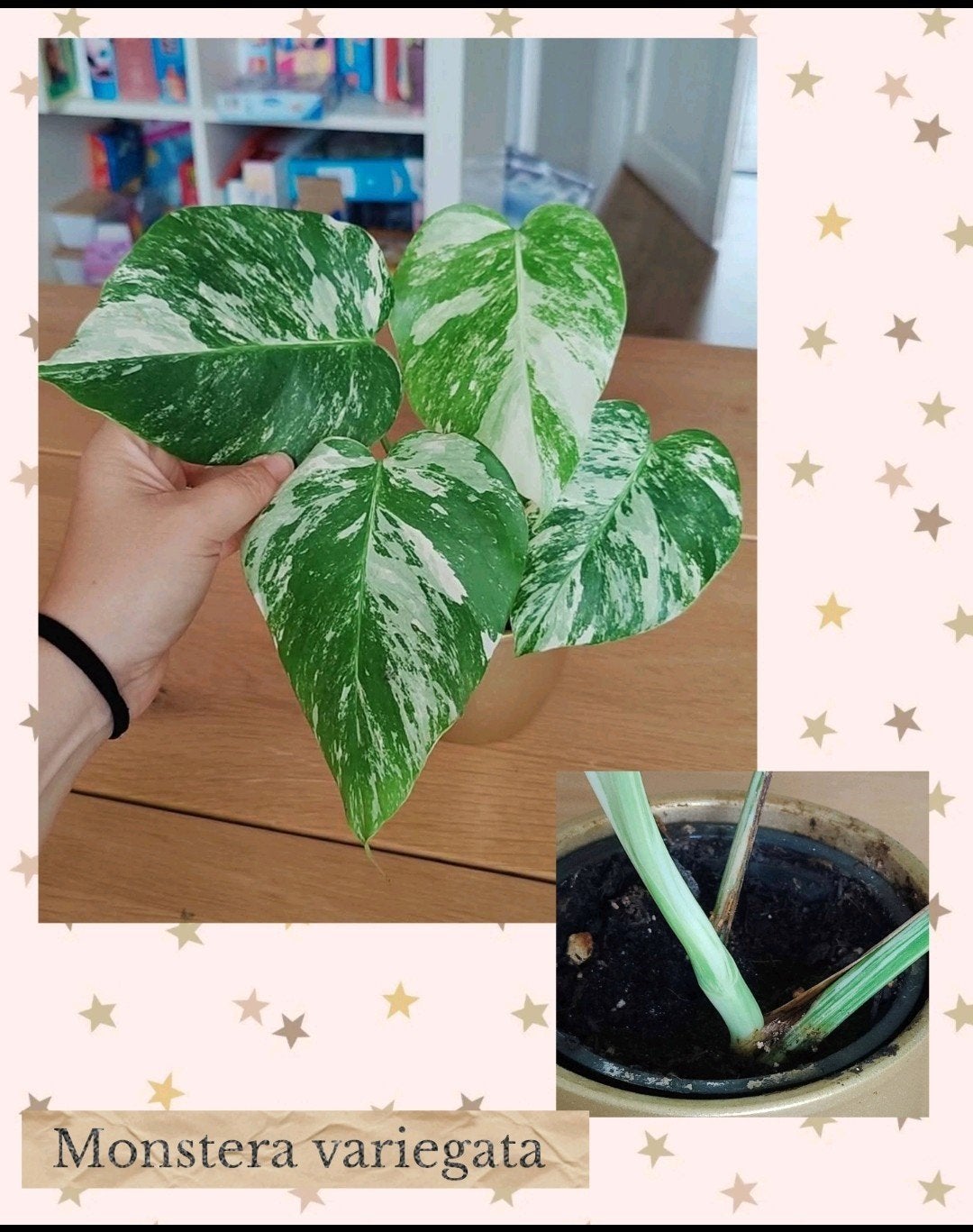 Monstera variegata, Huis en Inrichting, Kamerplanten, Ophalen, Halfschaduw, Minder dan 100 cm