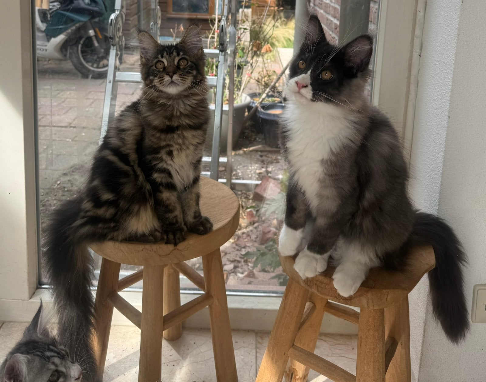 Superlieve Maine Coon-kittens mogen direct verhuizen!, Meerdere dieren