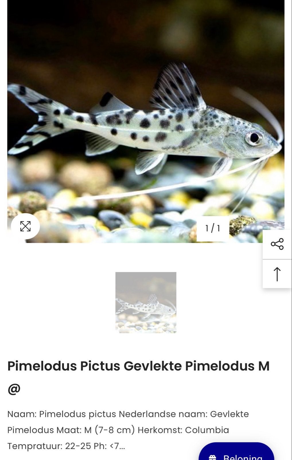 Pimelodus pictus (gevlekte antennemeerval) 5 stuks €30, Dieren en Toebehoren, Vis, Zoetwatervis, Schoolvis