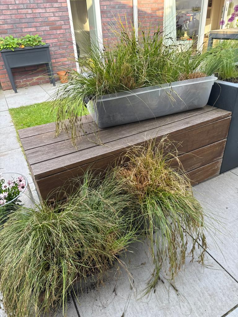 Carex flagellifera 'Kiwi' Zegge - Direct planten!, Ophalen, Volle zon, Vaste plant, Siergrassen