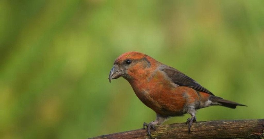 Kruisbekken, Vrouwelijk, Wildzangvogel, Geringd
