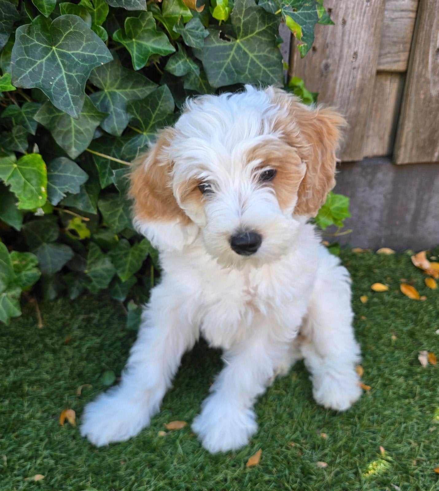 Labradoodle pup -  wit Teefje, Dieren en Toebehoren, Parvo, 8 tot 15 weken, Teef, Eén hond