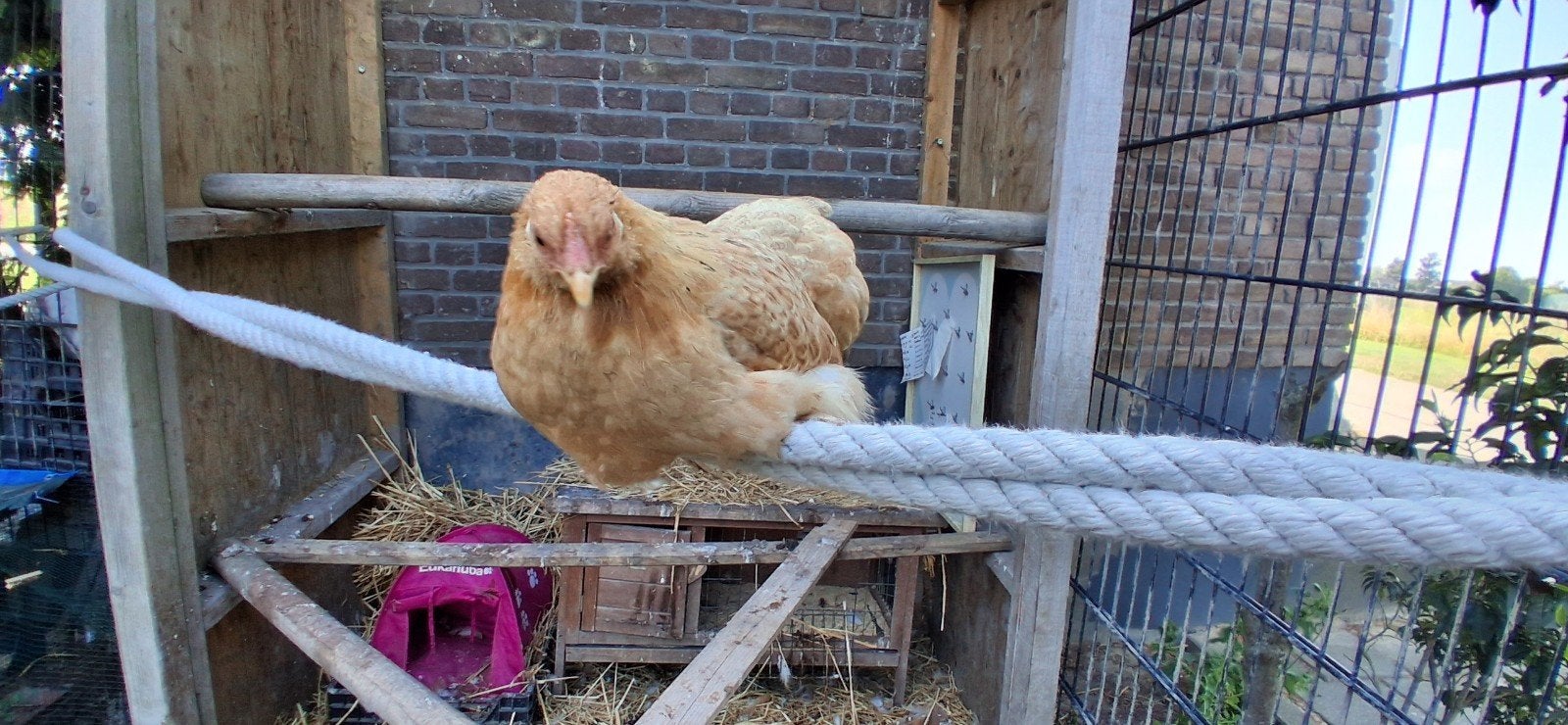 cochin krul veer kipjes, Dieren en Toebehoren