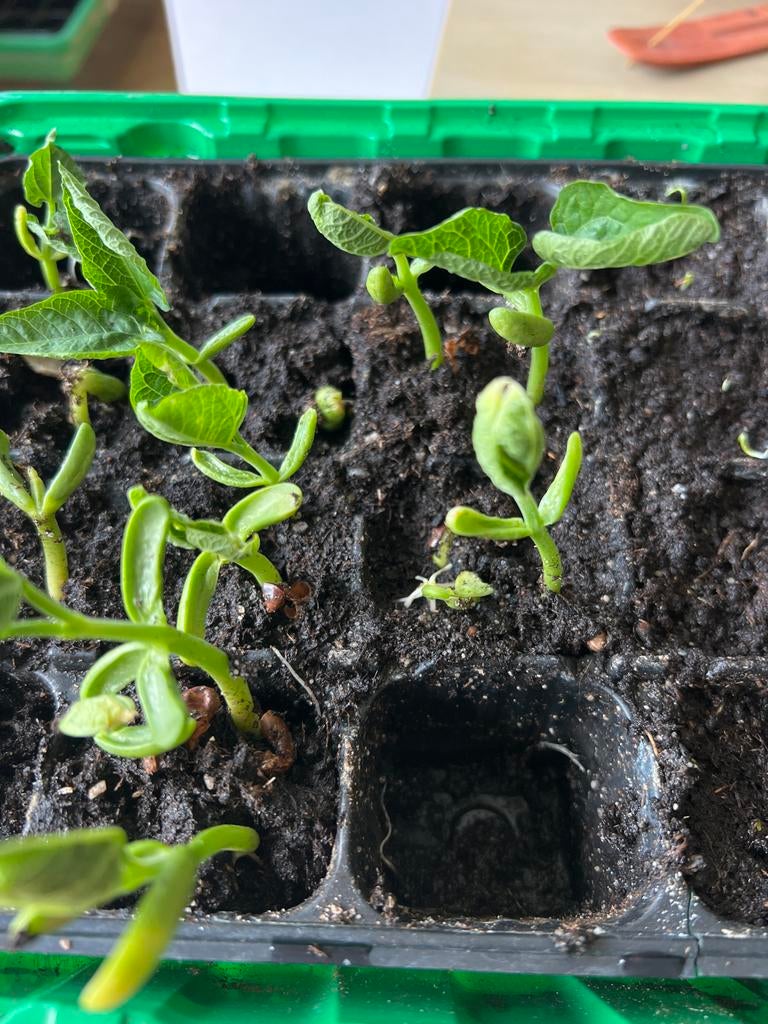 Haricots verts zaailingen - Vers en klaar om te planten, Ophalen, Volle zon, Groenteplanten, Eenjarig