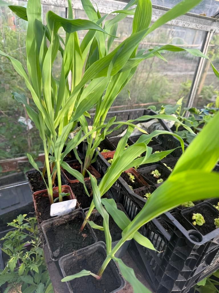 Moestuin plantjes te koop, Ophalen of Verzenden