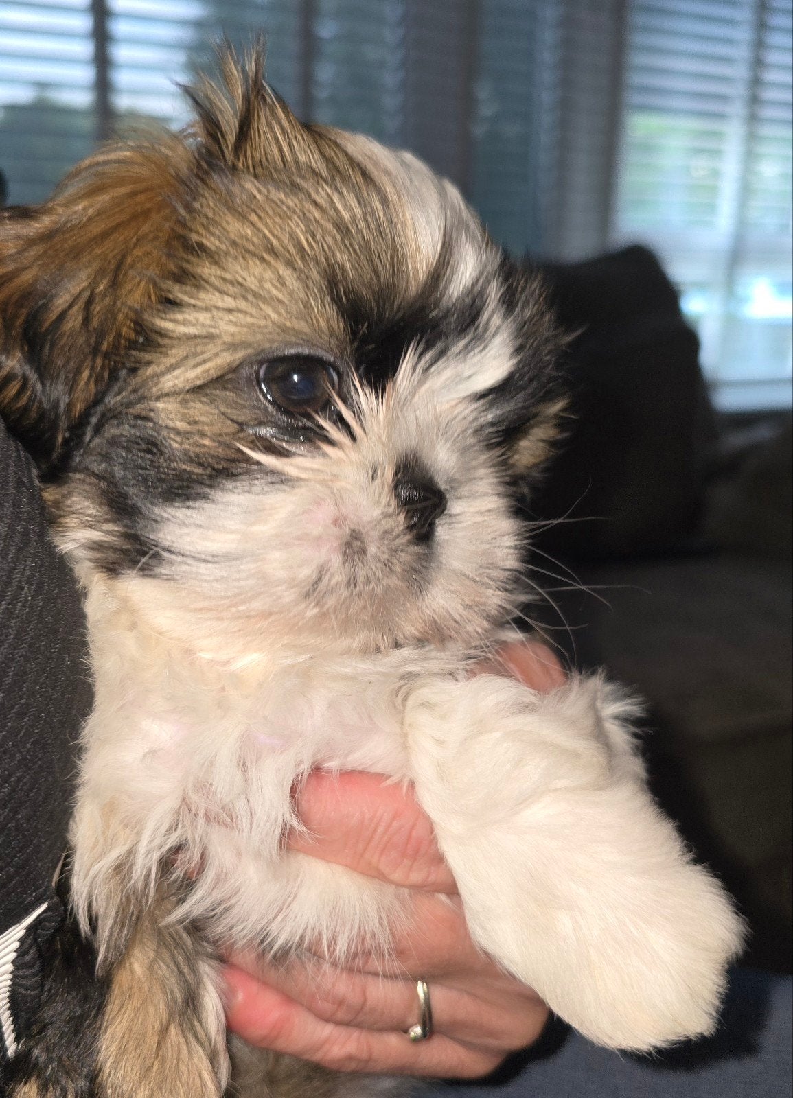 Beschikbaar raszuivere shih-tzu pups met fci stamboom, Dieren en Toebehoren, Parvo, Overige rassen, 8 tot 15 weken, Meerdere