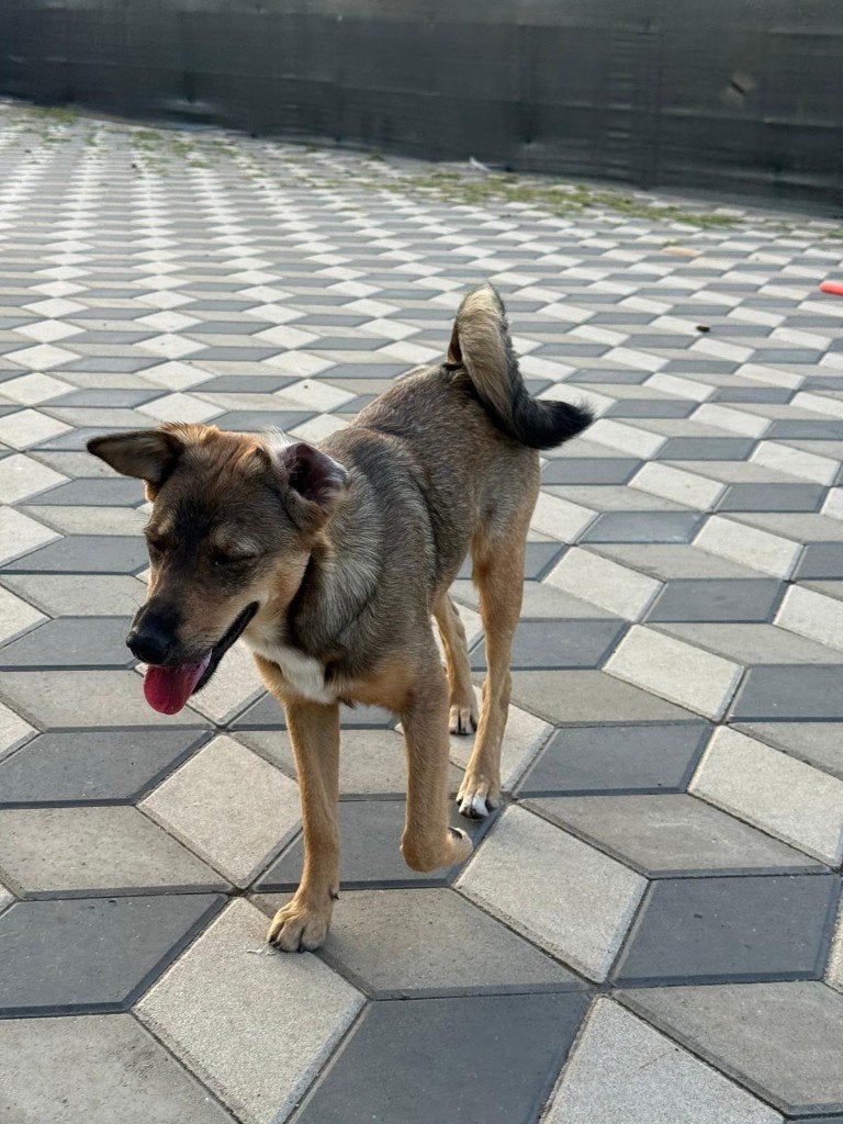 Onze Roemeense Buddy., 15 weken tot 1 jaar, Reu, Eén hond, Klein