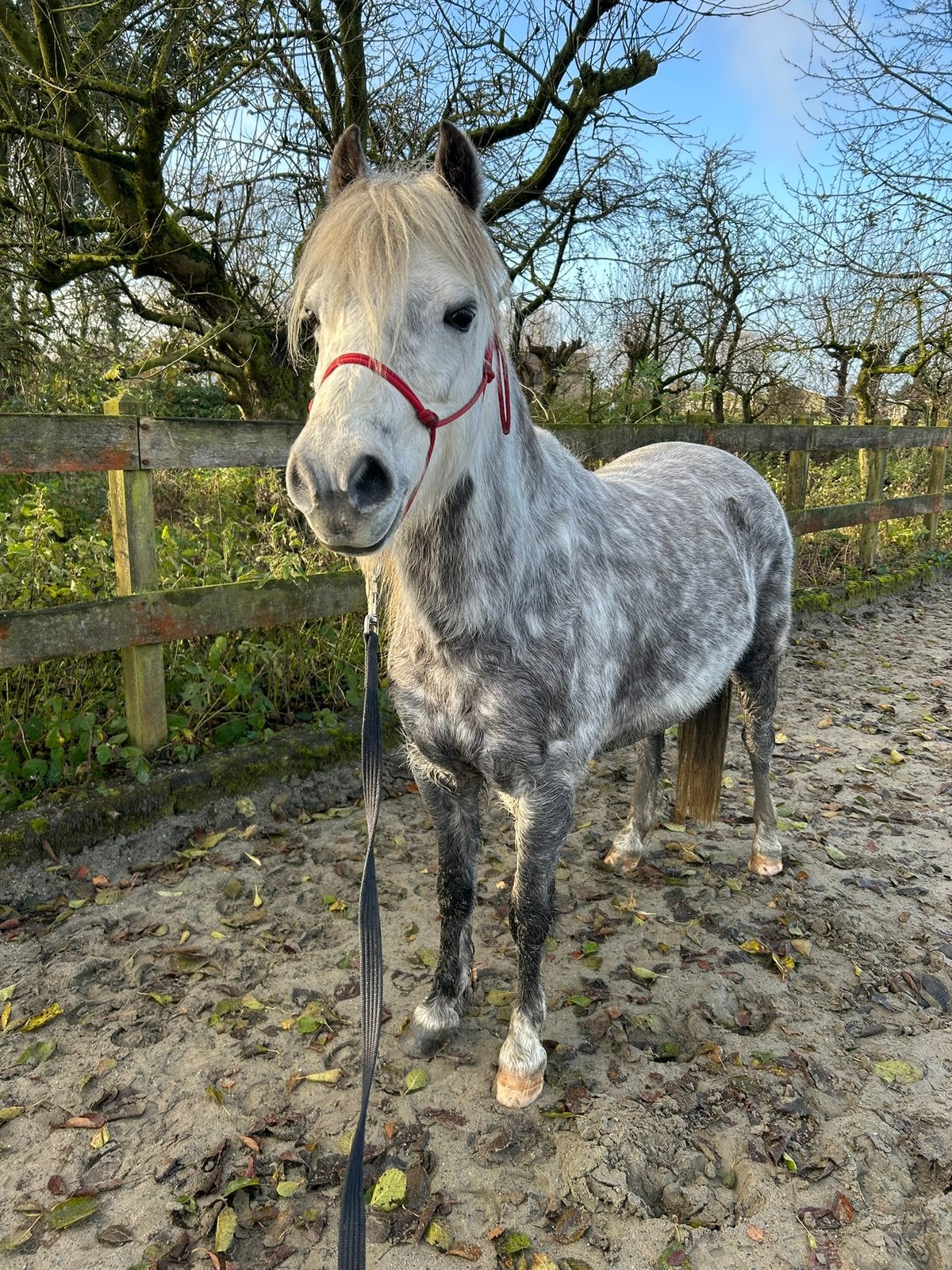 Verzorger/Stalhulp GEZOCHT, Diensten en Vakmensen, Dieren | Paarden | Verzorging, Oppas en Les, Verzorging of Verzorgpony's