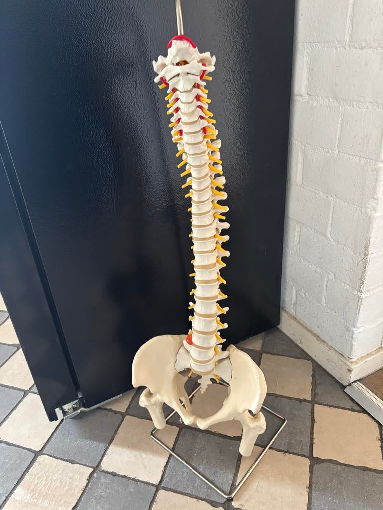 Flexibel Wervelkolommodel - Anatomisch & Duurzaam, Ophalen of Verzenden, Zo goed als nieuw