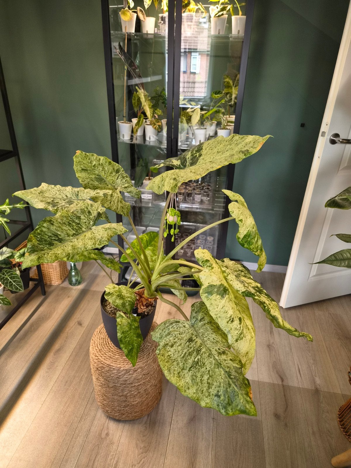 Alocasia macrorrhiza 'Splash', Ophalen, Halfschaduw, Minder dan 100 cm