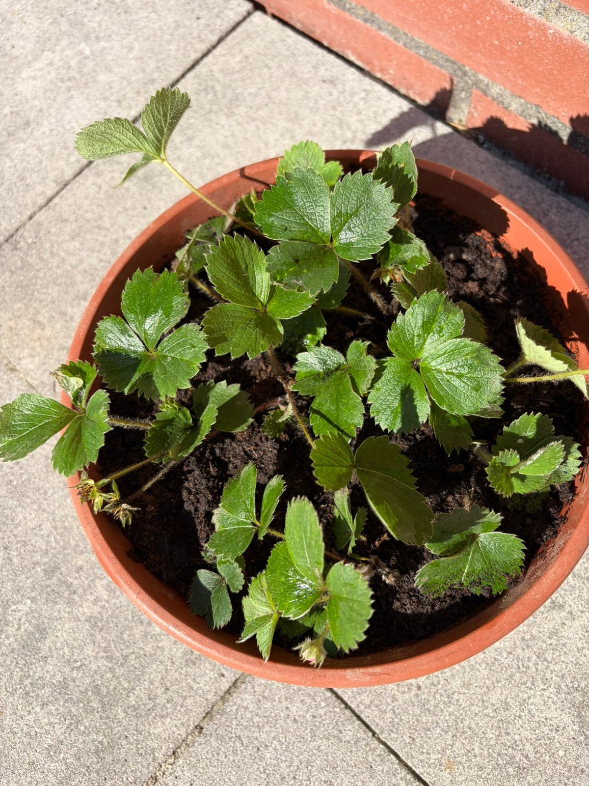 10x stekje sieraardbei (geel) - mooie bodembedekker, Ophalen, Bodembedekkers, Vaste plant, Halfschaduw