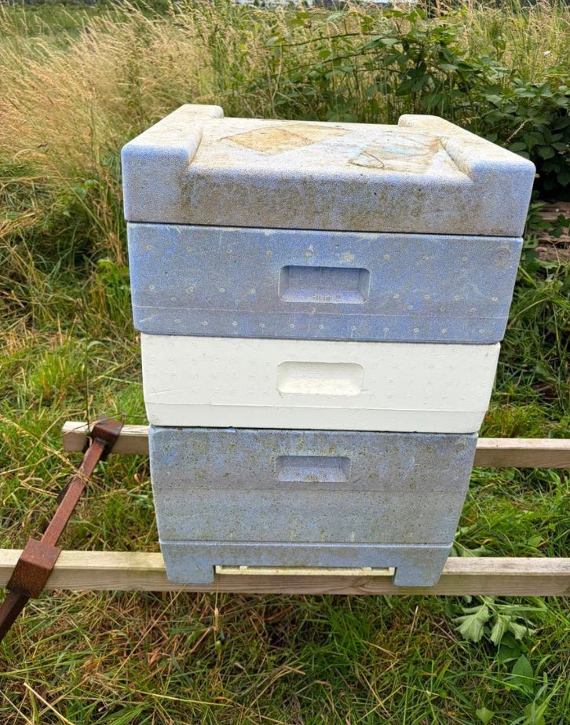 Segeberger bijenkast, Bijen
