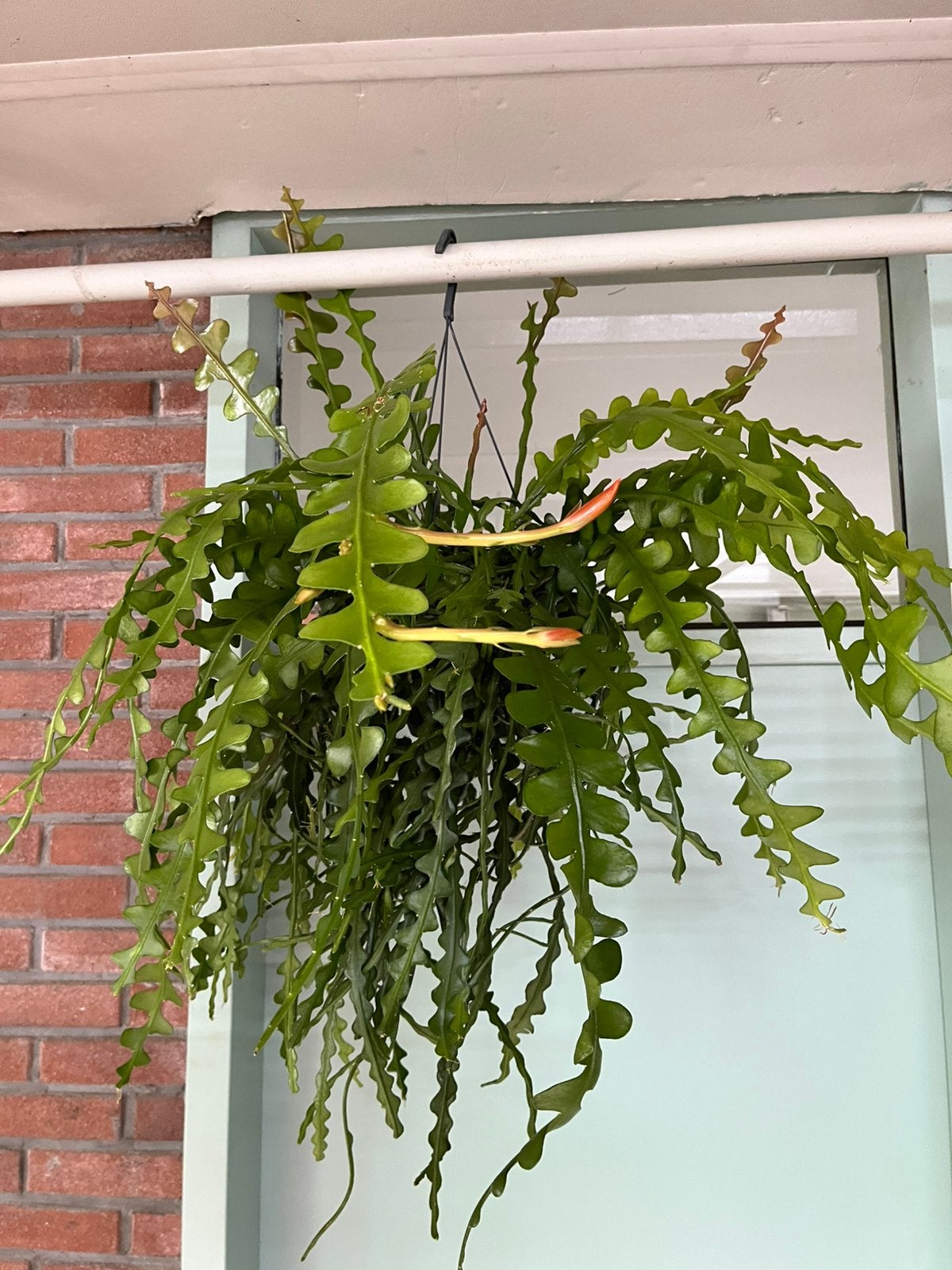 Epiphyllum anguliger, Ophalen of Verzenden, Halfschaduw, Minder dan 100 cm