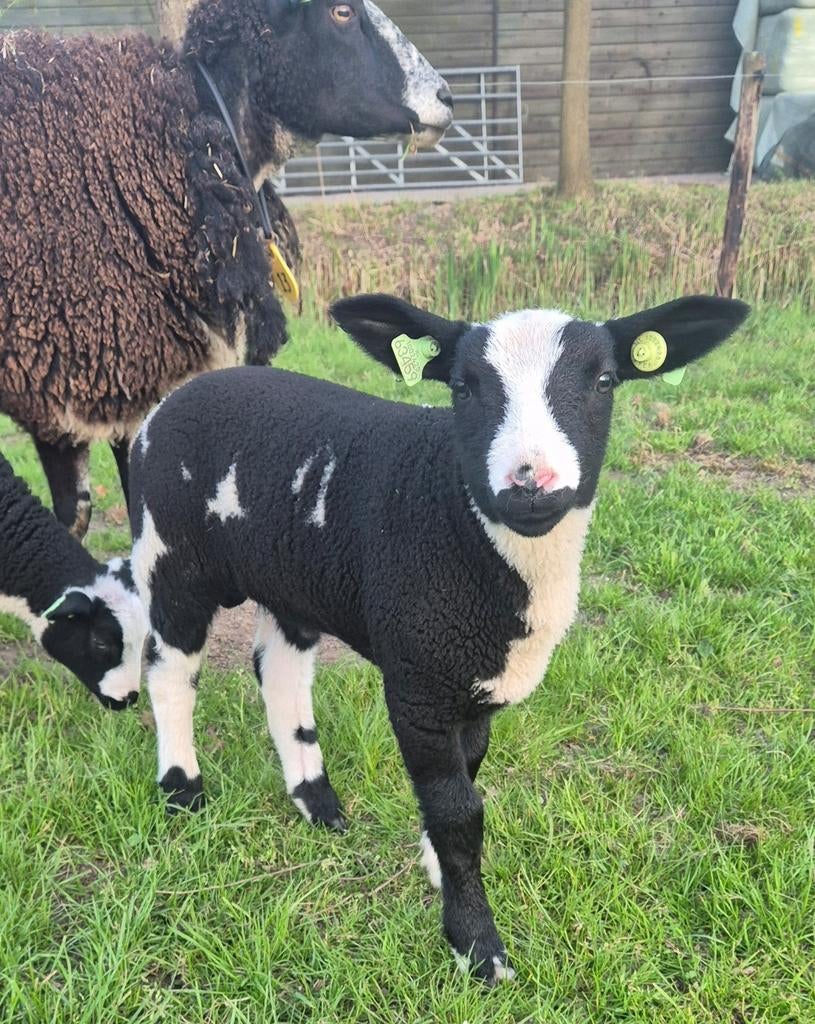 Lieve bonte ram, Dieren en Toebehoren, Mannelijk, Schaap, 0 tot 2 jaar