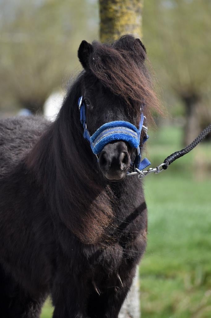 **HELE KNAPPE & LIEVE  NSPS SHETLANDER RUIN **, Dieren en Toebehoren, Pony's, Met stamboom, Ruin, Niet van toepassing, 0 tot 2 jaar