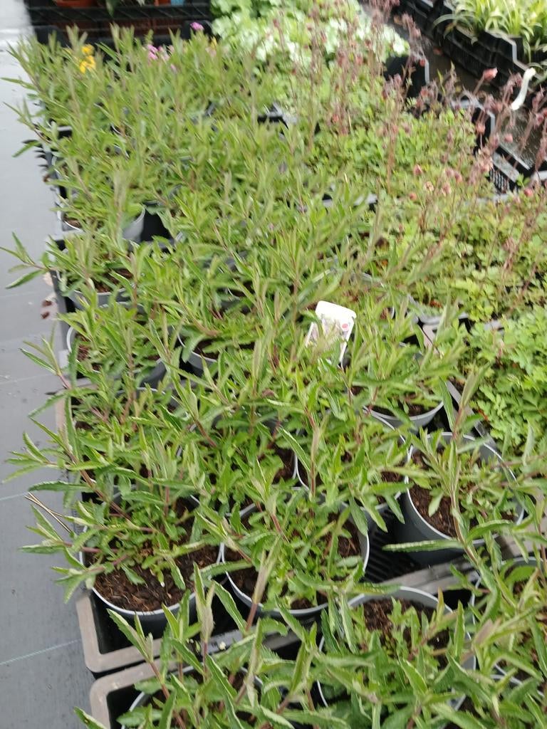 Verbena bonariensis - IJzerhard extra grote planten, Tuin en Terras, Planten | Tuinplanten, Ophalen, Overige soorten, Volle zon