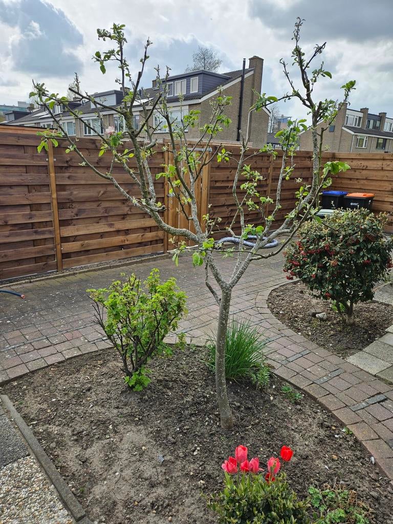 Appelboom, eetbare appels, Tuin en Terras, Planten | Bomen, Overige soorten, Lente, 100 tot 250 cm, Ophalen
