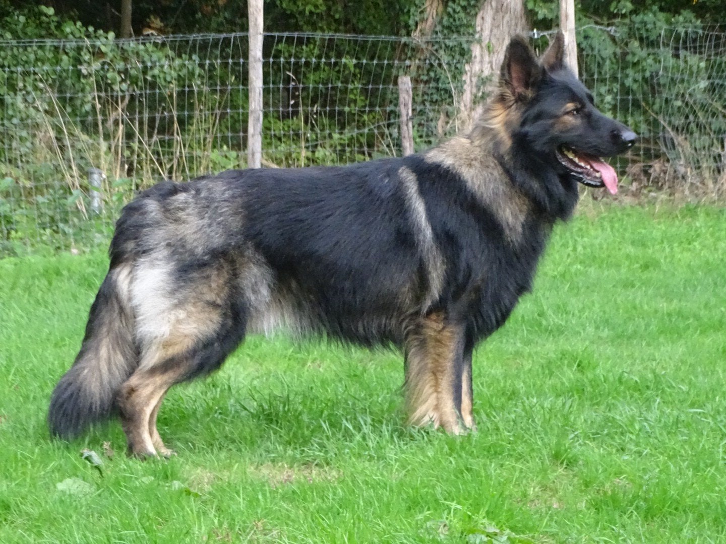 Herplaatser Oudduitse herder reu, Reu, 1 tot 2 jaar, Eén hond, CDV (hondenziekte)