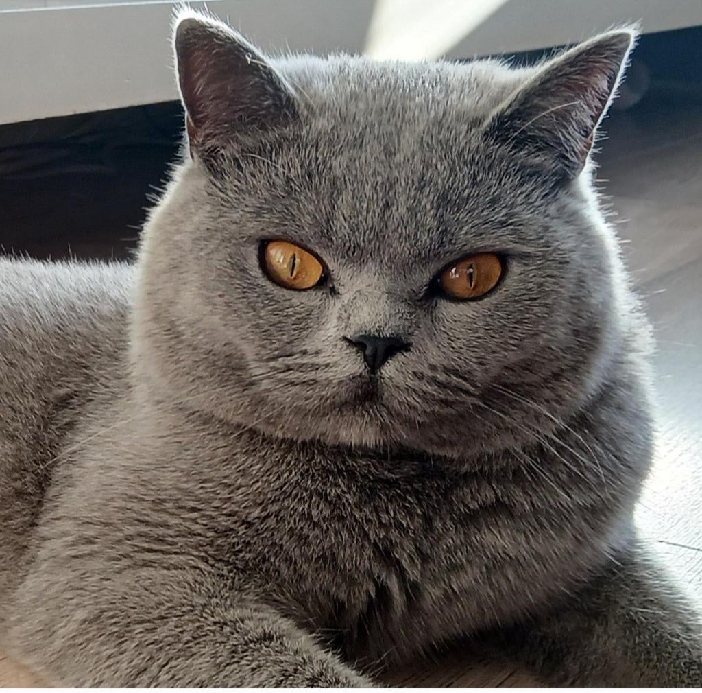Blauwe britse korthaar dekkater met stamboom voor dekking