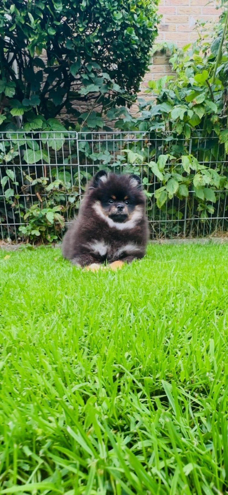 Pomeriaan Pup, Keeshond, 15 weken tot 1 jaar, Reu, Parvo