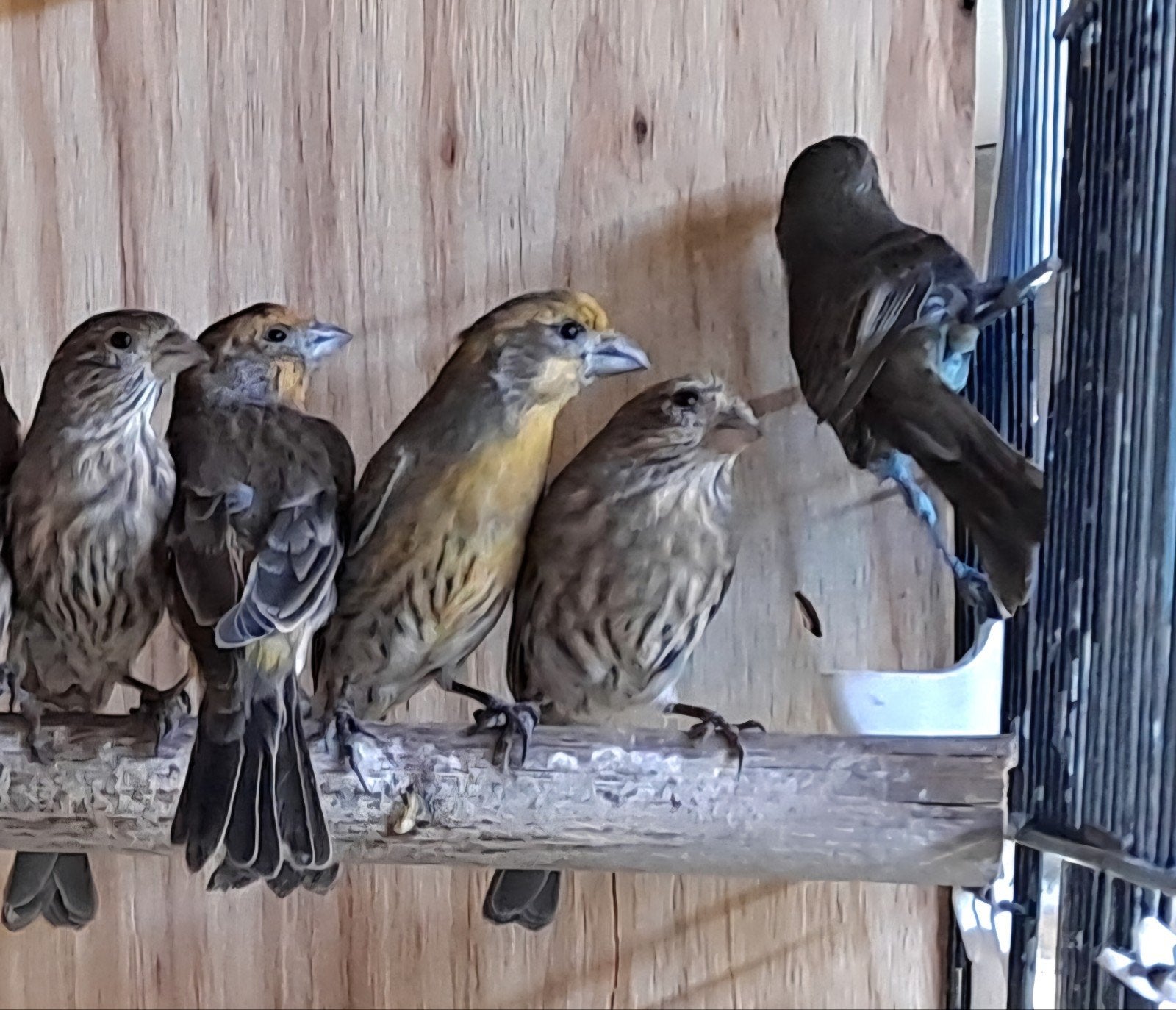Mexicaanse roodmussen, Dieren en Toebehoren, Meerdere dieren