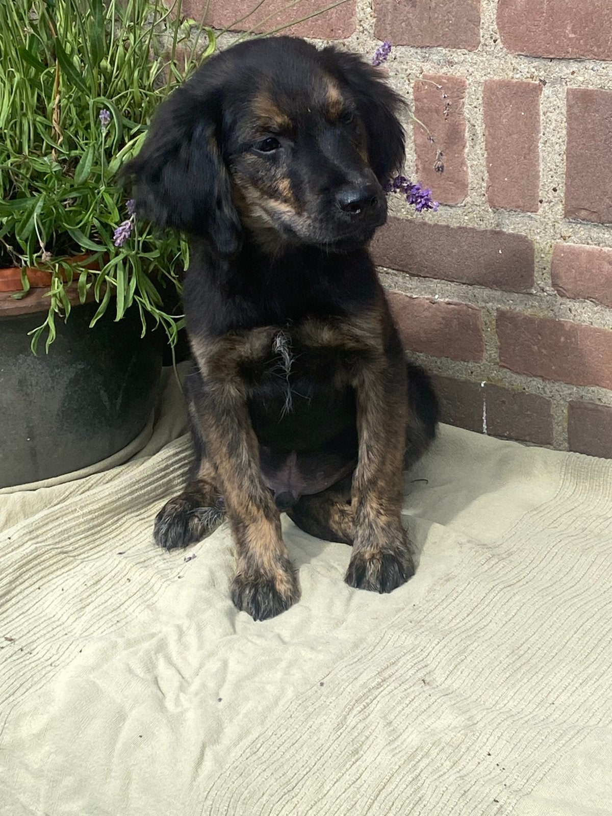 Zeer speciale GOLDEN RETRIEVER x FRIESE STABIJ pup - reutje