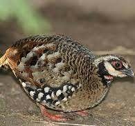 Bospatrijs, Meerdere dieren, Tropenvogel, Geringd