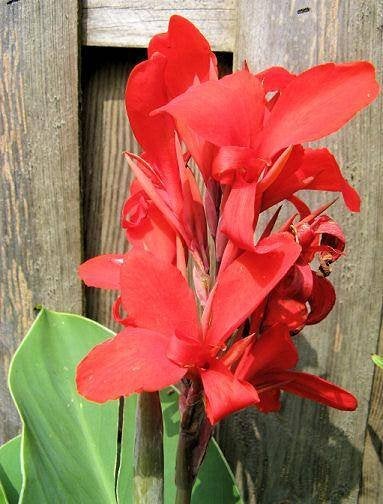 De laatste!! Canna Indica of Musaefolia knollen rode bloem, Tuin en Terras, Ophalen of Verzenden, Voorjaar, Volle zon, Knol