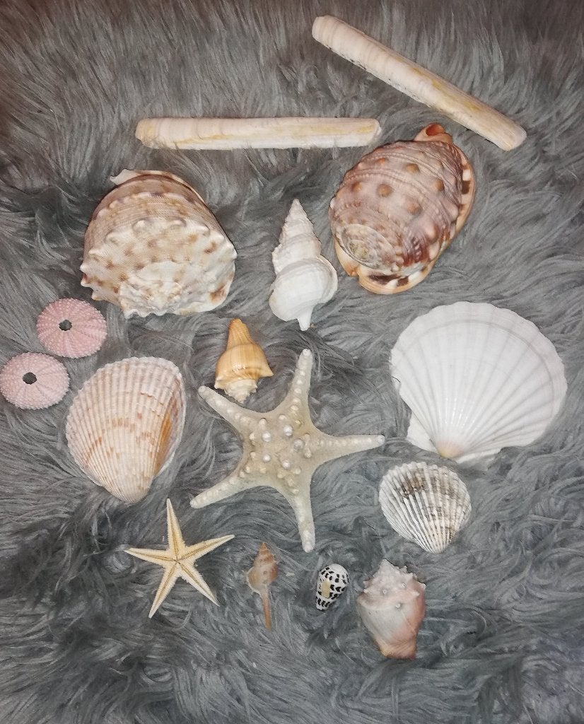 Set schelpen en zeesterren, Ophalen of Verzenden, Schelp(en)