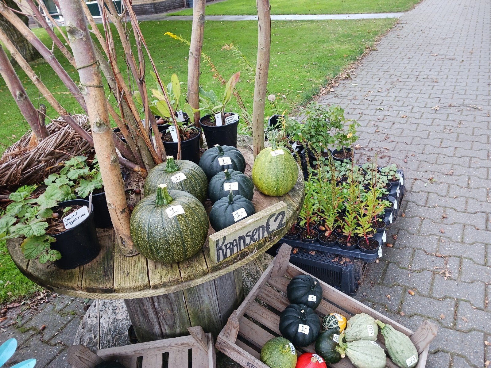 Vaste tuinplanten, Ophalen, Nieuw
