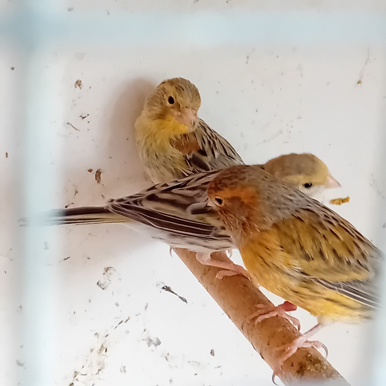 Agaat Mozaïek Kanaries, Meerdere dieren, Kleurkanarie