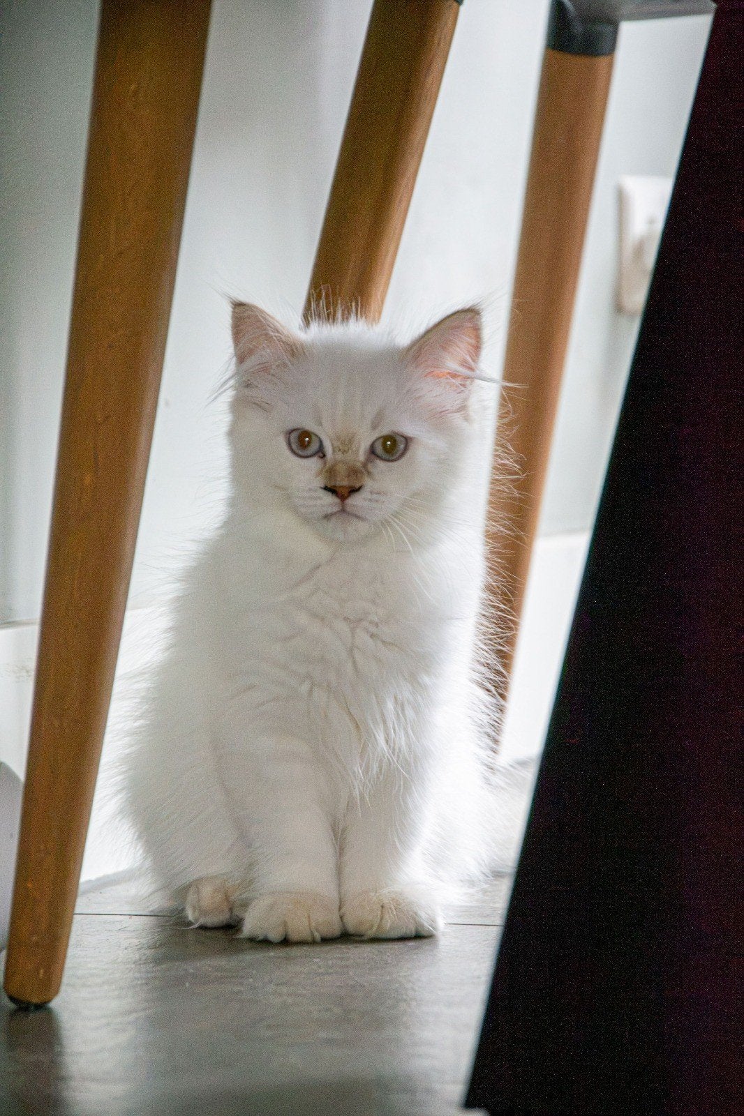 ragdoll kitten creme point poesje, Meerdere dieren, Ontwormd, 0 tot 2 jaar
