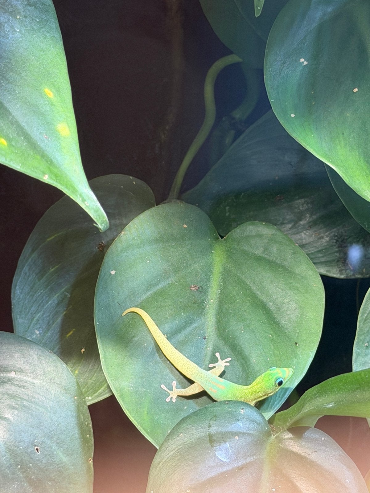 Jonge Goudstofdaggekko’s, Amfibie, Tam, 0 tot 2 jaar