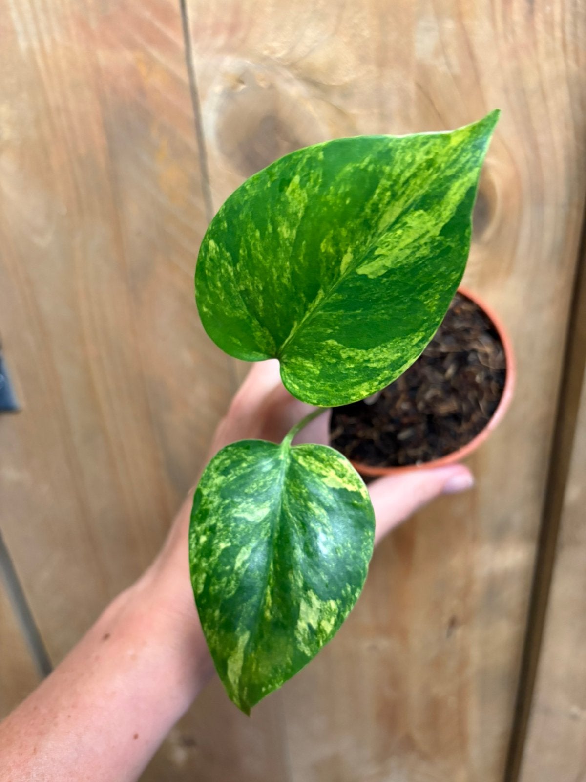 Monstera deliciosa variegata plant mint aurea lemon yellow, Ophalen of Verzenden, Halfschaduw, Minder dan 100 cm