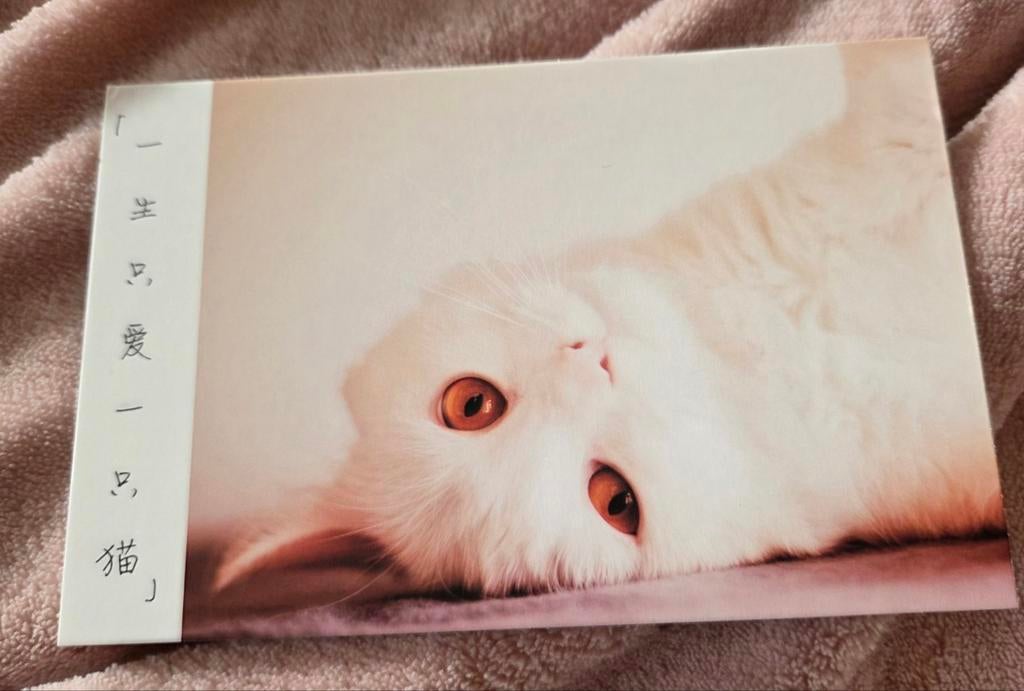 Witte poes ligt ondersteboven, Verzenden, 1980 tot heden, Ongelopen, Hond of Kat