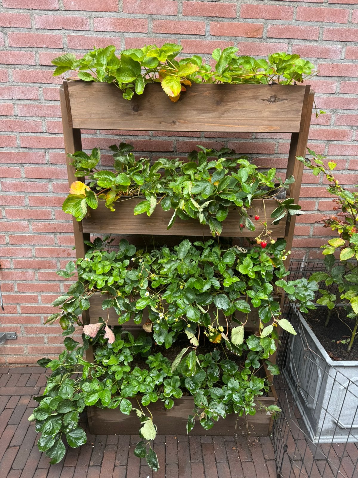 Mooi aarbei rek gevuld, Tuin en Terras, Ophalen, 100 cm of meer, Zo goed als nieuw, Balkon
