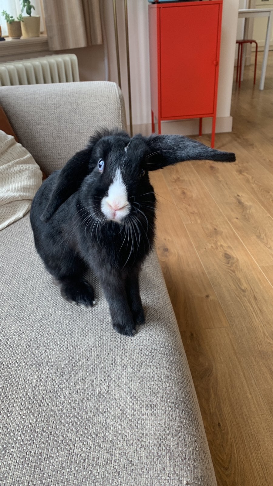 Gratis op te halen; lief binnen konijn, Dieren en Toebehoren, Vrouwelijk