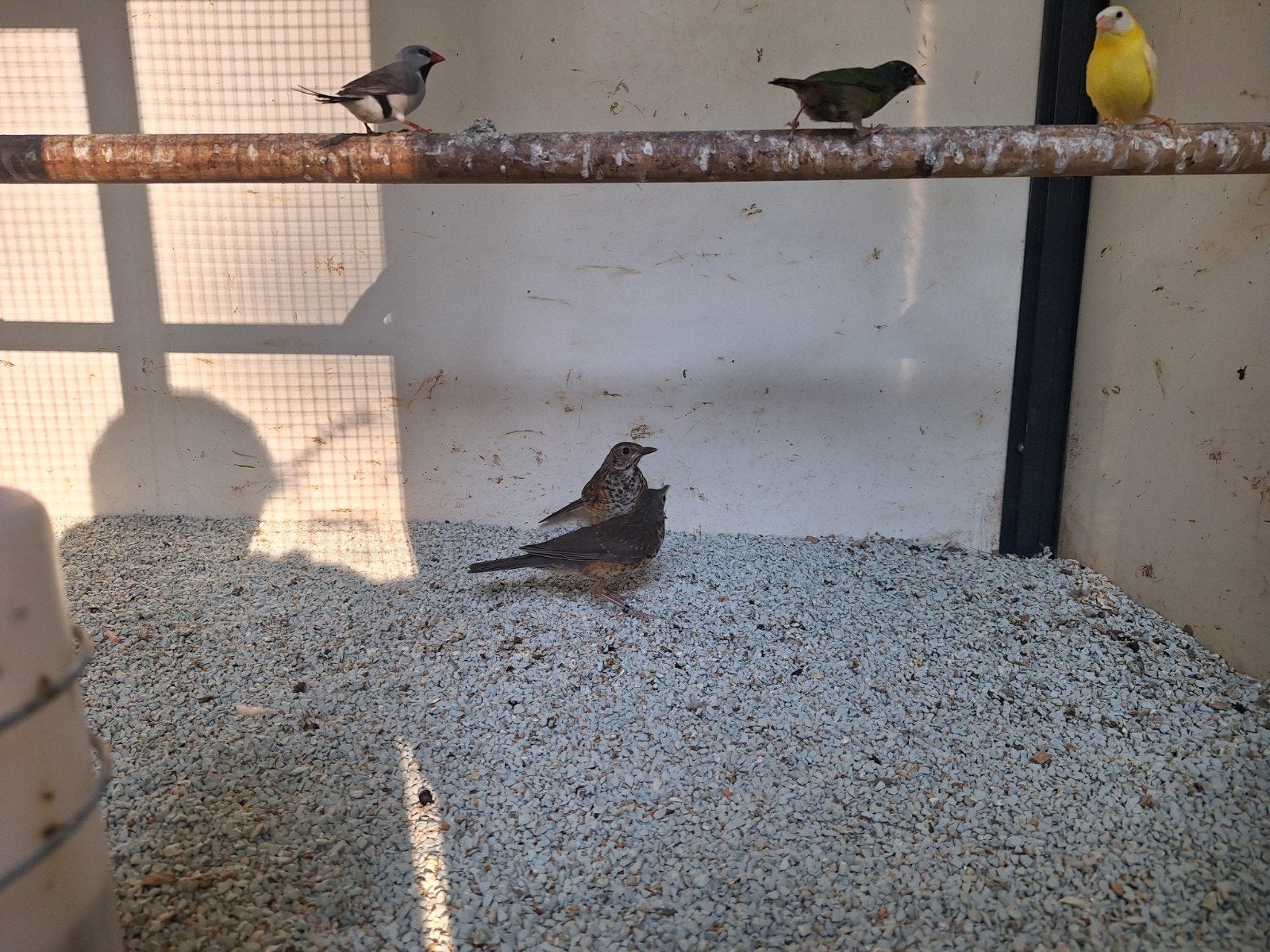 Grijskaplijsters te koop, Dieren en Toebehoren, Vogels | Overige Vogels, Vrouwelijk, Wildzangvogel, Geringd