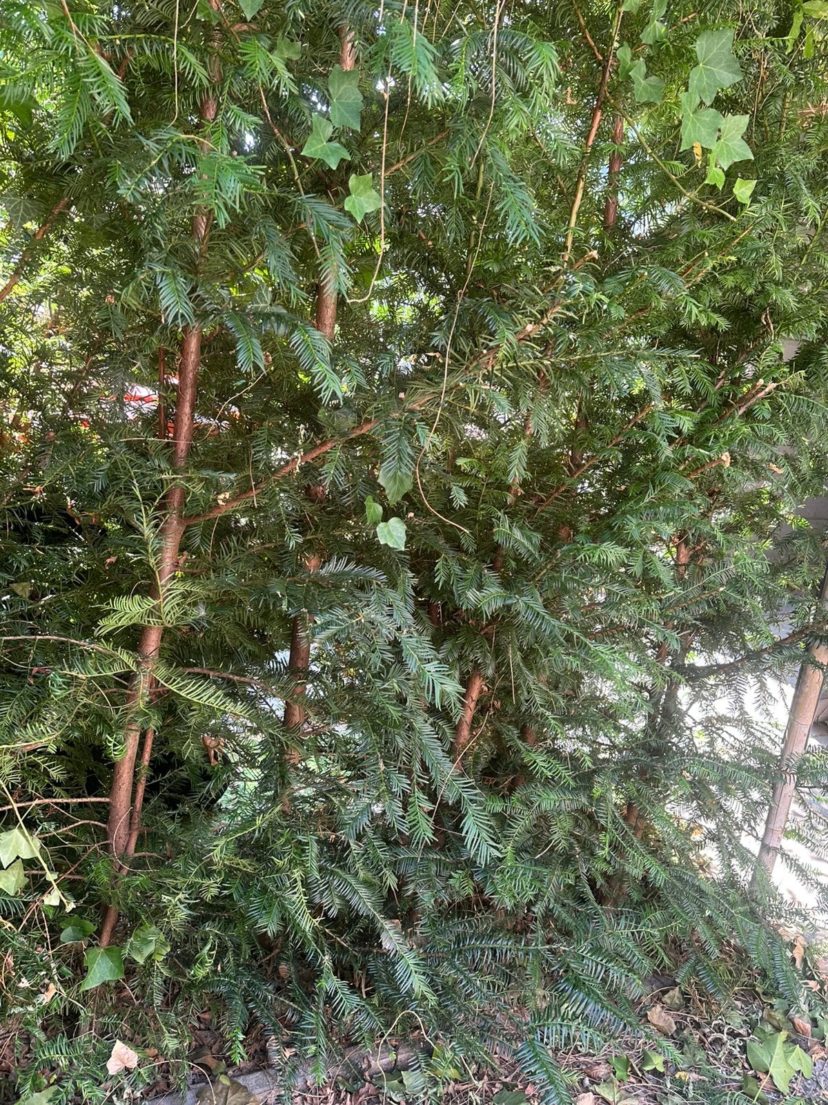 Taxus planten, Ophalen, Taxus, Struik, Minder dan 100 cm