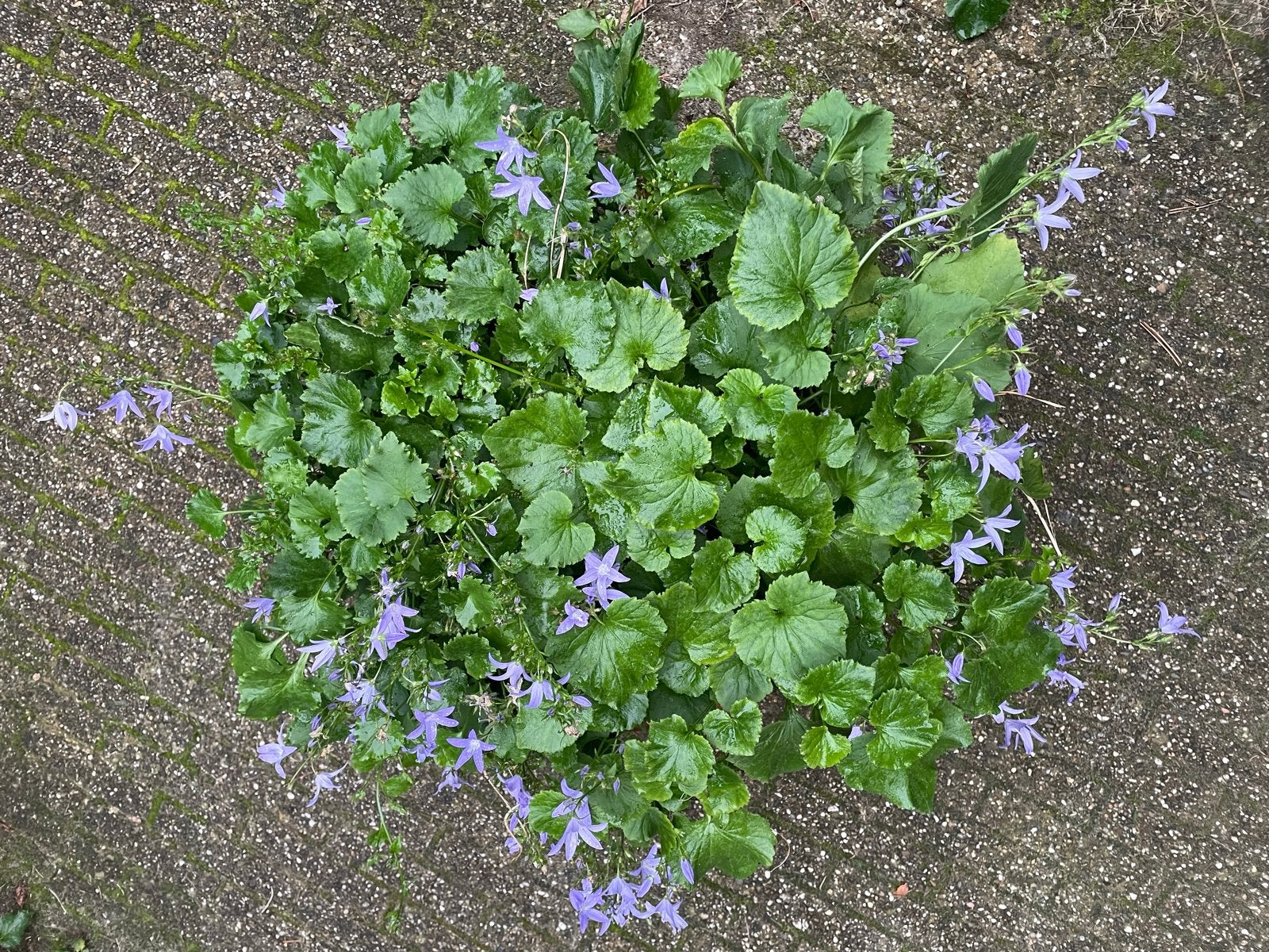 Mooie Campanula portenschlagiana - Bloeit lente t/m herfst, Vaste plant, Halfschaduw, Herfst, Ophalen