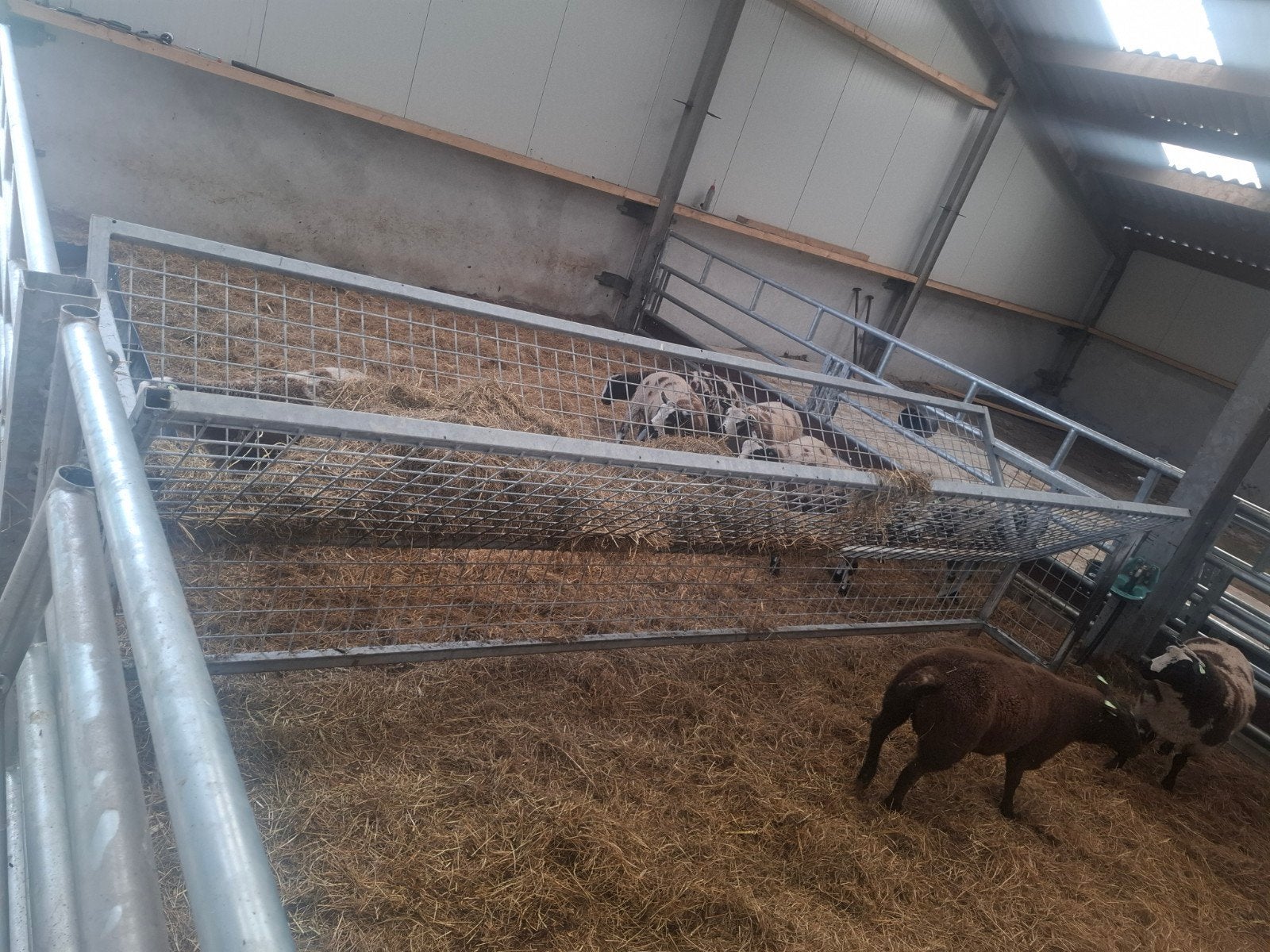 Hooiruif schapen
