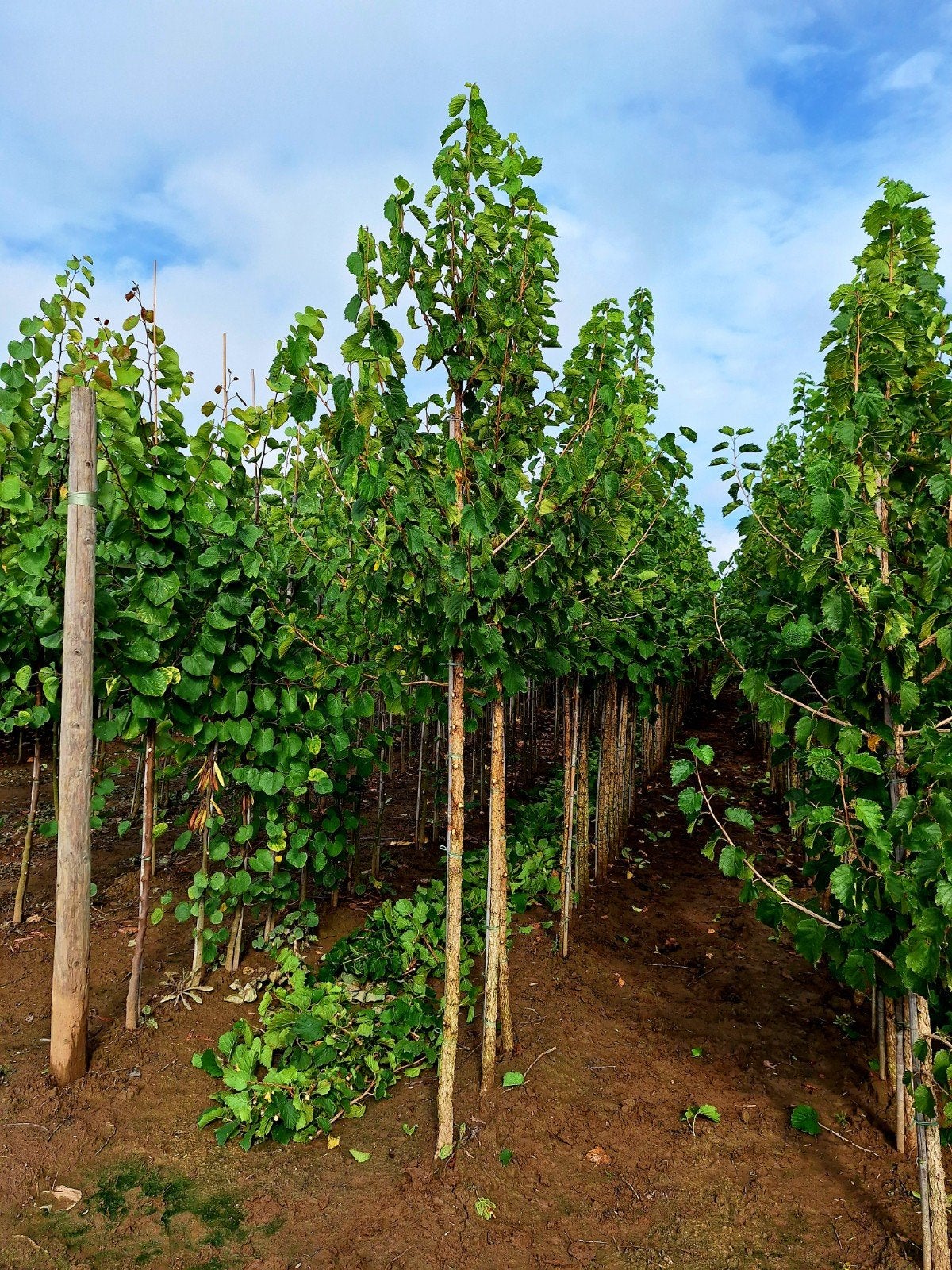 Corylus Colurna🌿 (boomhazelaar), Ophalen, Volle zon, Overige soorten
