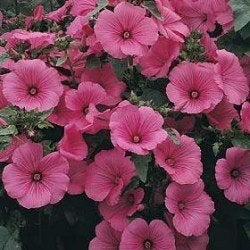 Zaden Lavatera trimestris roze, Verzenden, Volle zon