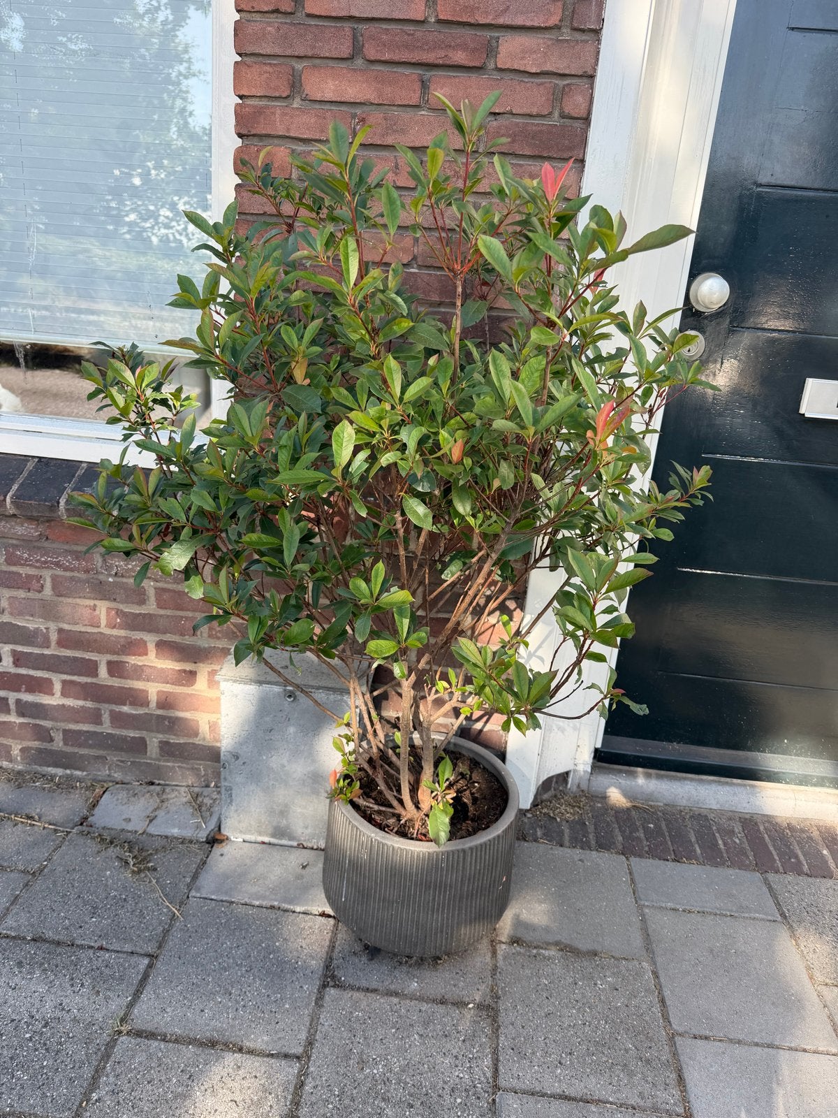 Buitenplant in keramische pot - Ophalen, Tuin en Terras, Planten | Tuinplanten, Vaste plant, Bloeit niet, Halfschaduw, Ophalen