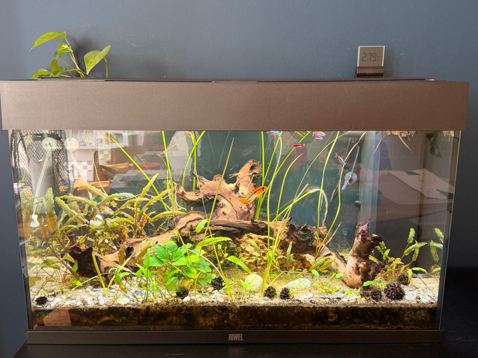 Moet weg! Juwel Rio Aquarium 80cm met alle toebehoren., Ophalen, Inclusief vissen, Juwel, Gevuld zoetwateraquarium