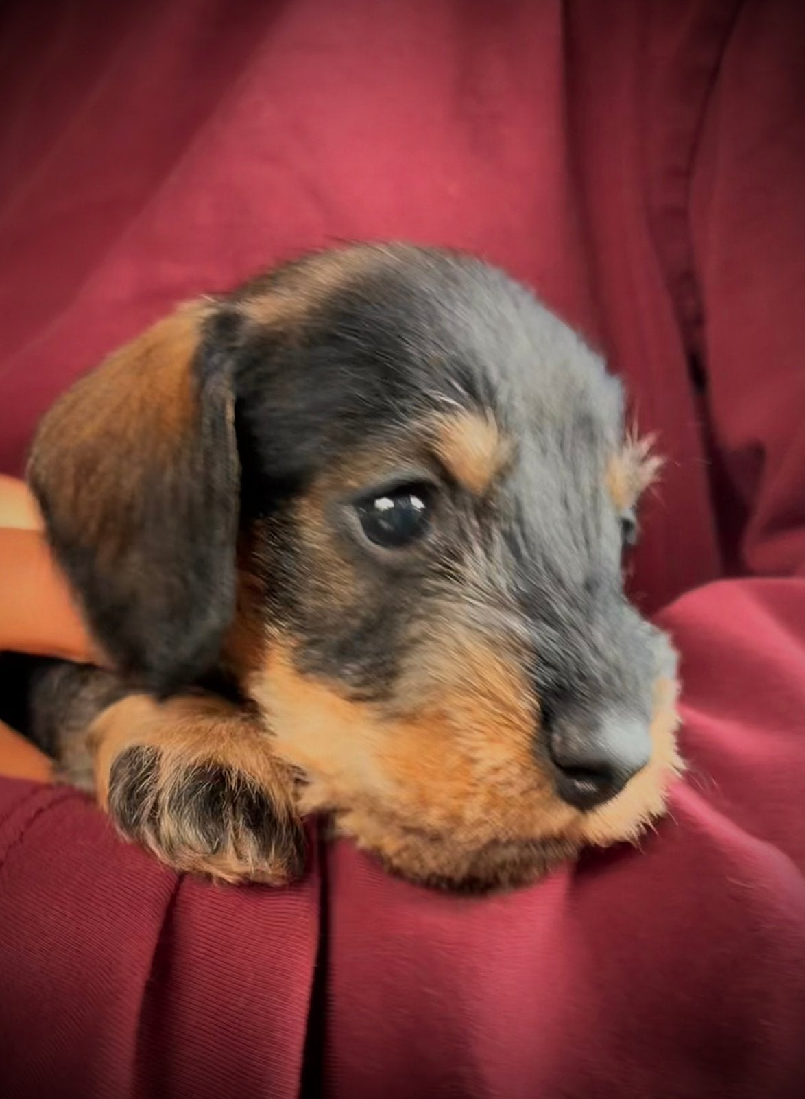 Ruwharige teckelpups dwerg x kaninchen zoeken warme mandje, Dieren en Toebehoren, 8 tot 15 weken, Dwerg, CDV (hondenziekte), Meerdere