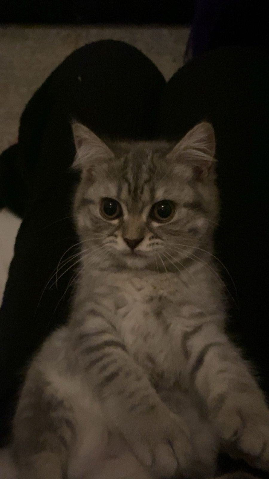 Kitten britse korthaar, Poes, Kortharig, 0 tot 2 jaar