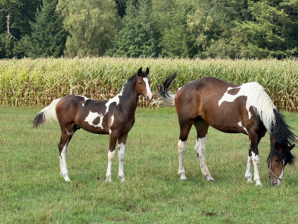 Uniek gefokt bont hengstveulen, Dieren en Toebehoren, Minder dan 160 cm, Met stamboom, Niet van toepassing, Dressuurpaard