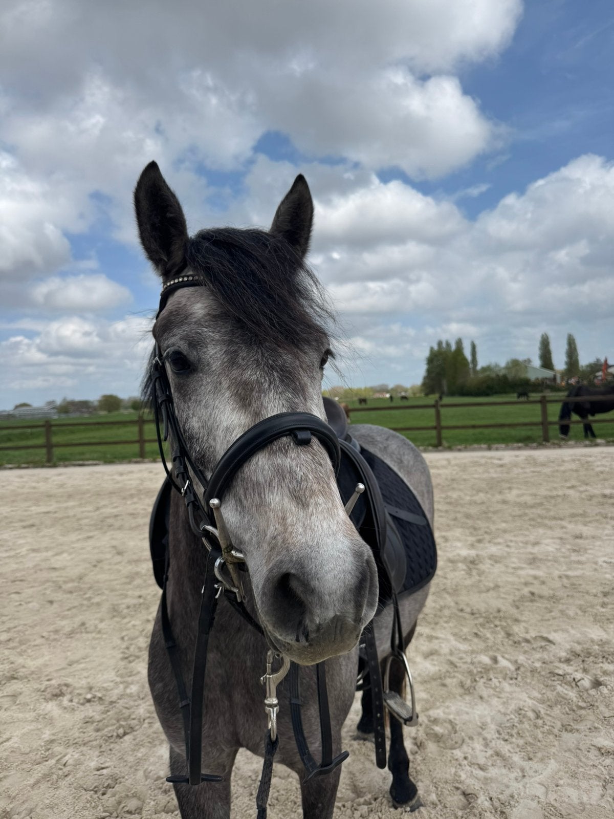 Lieve 4 jarige Merrie te koop, Dieren en Toebehoren, Merrie